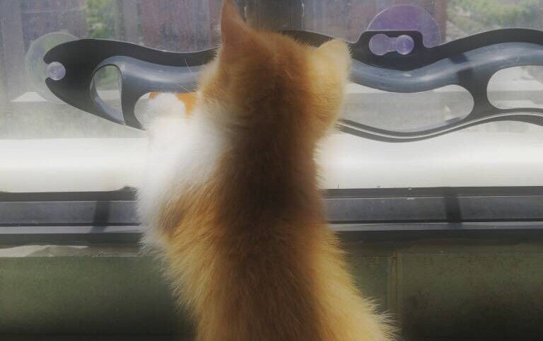 Window Track Ball Cat Toy